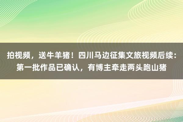拍视频，送牛羊猪！四川马边征集文旅视频后续：第一批作品已确认，有博主牵走两头跑山猪